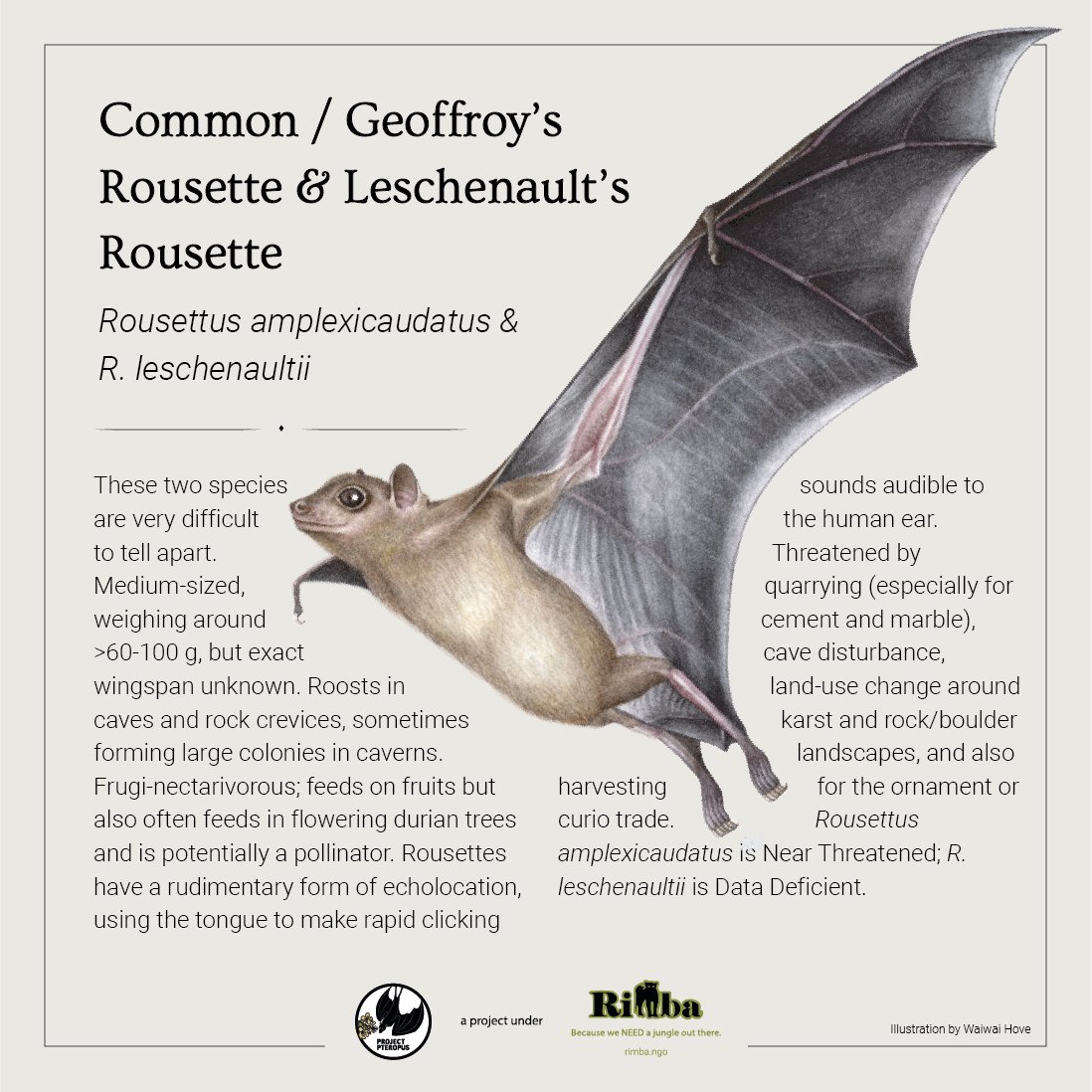 RimbaResearch's tweet photo. lllustration by Waiwai Hove based on photos by Nick Baker (https://t.co/SRLfz6WZqh) & @sanjitpaalsingh. Conservation status based on the Red List of Mammals for Peninsular Malaysia.
#Rousettes #Rousettus #PollinatorWeek #ProjectPteropus #PollinatingBats #BatPollinators #Malaysia https://t.co/ZlyxlphusT