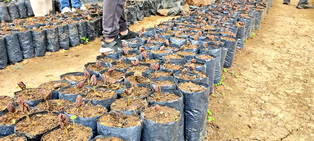 Agricultura Coordinación Zona 4 tweet media