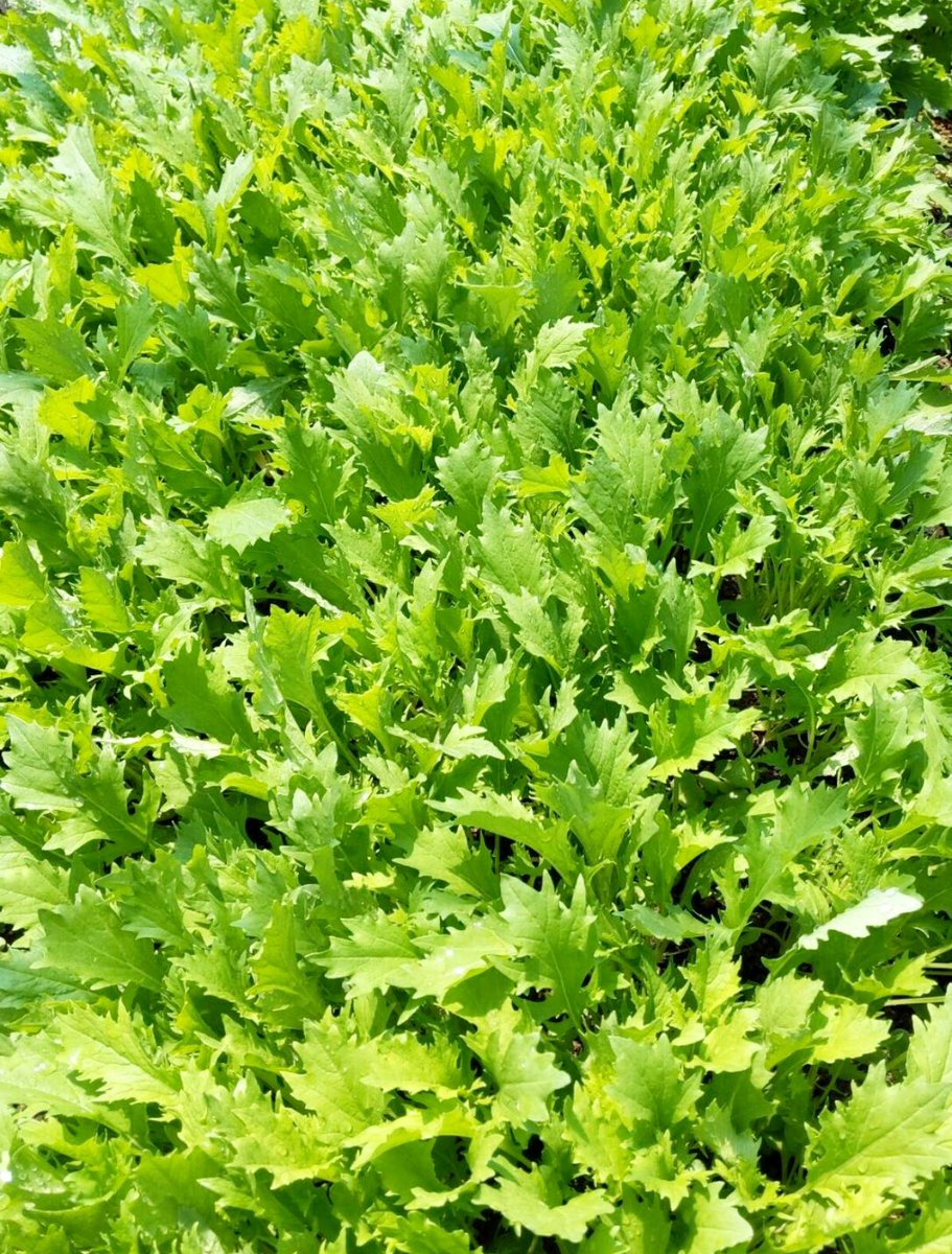かわたる 無農薬有機栽培の 水菜 Potherb Mustard Of Pesticide Free And Organic Cultivation Brassica Rapa Var Laciniifolia Mizuna Potherbmustard Green Leaf Vegetables Organic Pesticidefree Farm Nature Naturelover