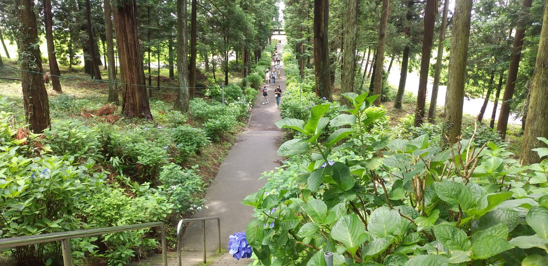 おいでよ鹿沼市 公式 鹿沼市観光協会 磯山神社 あじさいの開花状況をお知らせします 6 25 見頃が続いていますが まもなく折返しとなりそうです 今年は境内周りや参道入口での写真撮影がオススメです 撮影ルールを守ってステキな写真をお撮り おいでよ鹿沼市 公式 鹿沼市観光協会 磯山神社 あじさいの開花状況をお知らせします 6 25 見頃が続いていますが まもなく折返しとなりそうです 今年は境内周りや参道入口での写真撮影がオススメです 撮影ルールを守ってステキな写真をお撮り