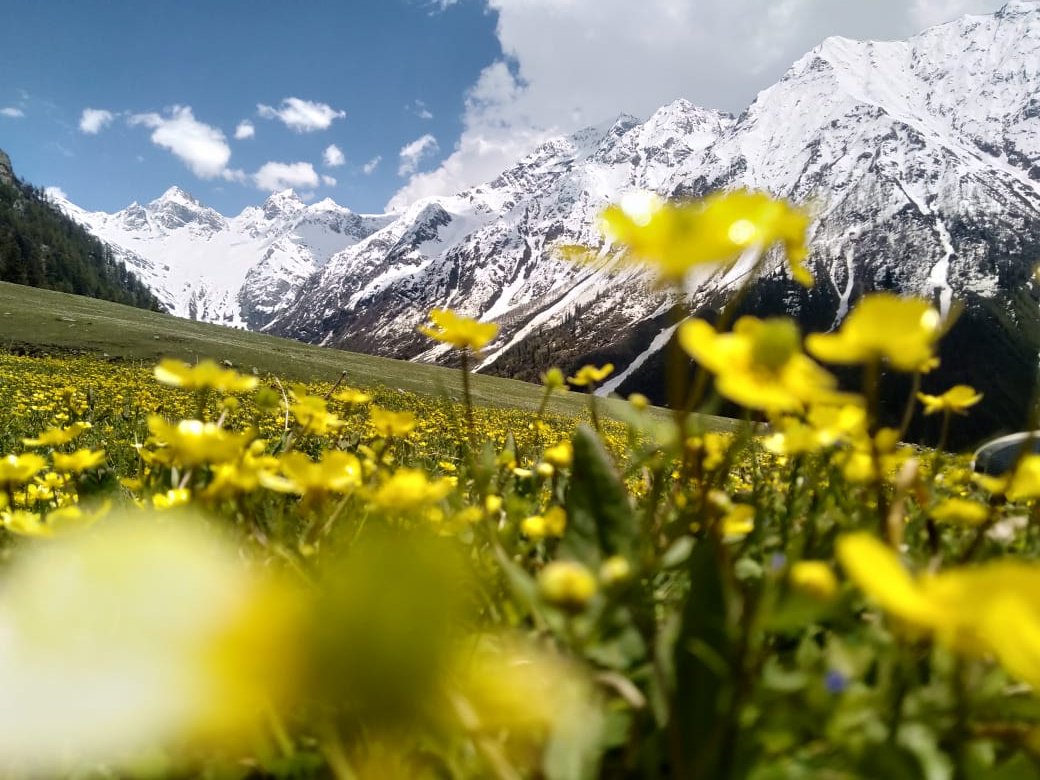 RakshaSThakur's tweet image. "Earth laughs in flowers"-Ralph Waldo Emerson
#NatureBeauty #bangar #saroorvalley