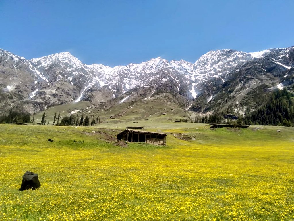 RakshaSThakur's tweet image. "Earth laughs in flowers"-Ralph Waldo Emerson
#NatureBeauty #bangar #saroorvalley