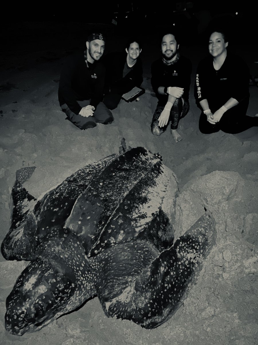 In what is believed to be a first in the United States, Dr. Annie Page-Karjian and PhD student Derek Aoki, along with members from @loggerheadmarinelifecenter and <a href="/upwellturtles/">Upwell Turtles</a>, successfully attached an acoustic tag on a nesting leatherback sea turtle!