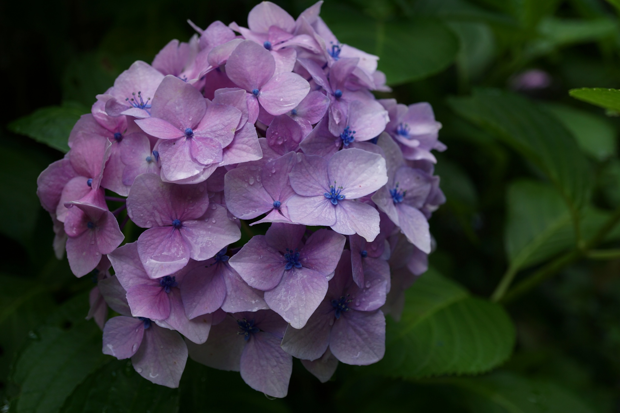 Inose 三室戸寺の紫陽花 Hydrangea In Mimuroto Ji Kyoto 18 紫陽花 アジサイ あじさい Hydrangea Ajisai Hydrangeamacrophylla 三室戸寺 Mimurotoji Mimurotojitemple あじさい園 Hydrangeagarden 梅雨 Rainyseason T Co