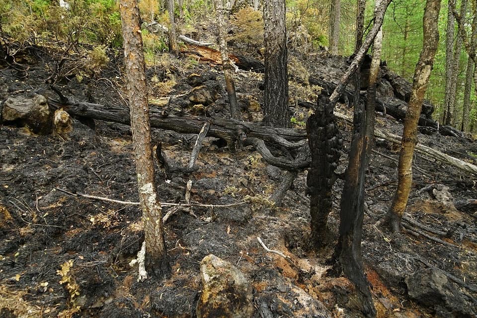 Denezhkin_Kamen's tweet image. Локализация второго пожара. 
denkamen.ru/node/496
#заповедник #ДенежкинКамень #пожар #мчс #Авиалесоохрана #Гринпис