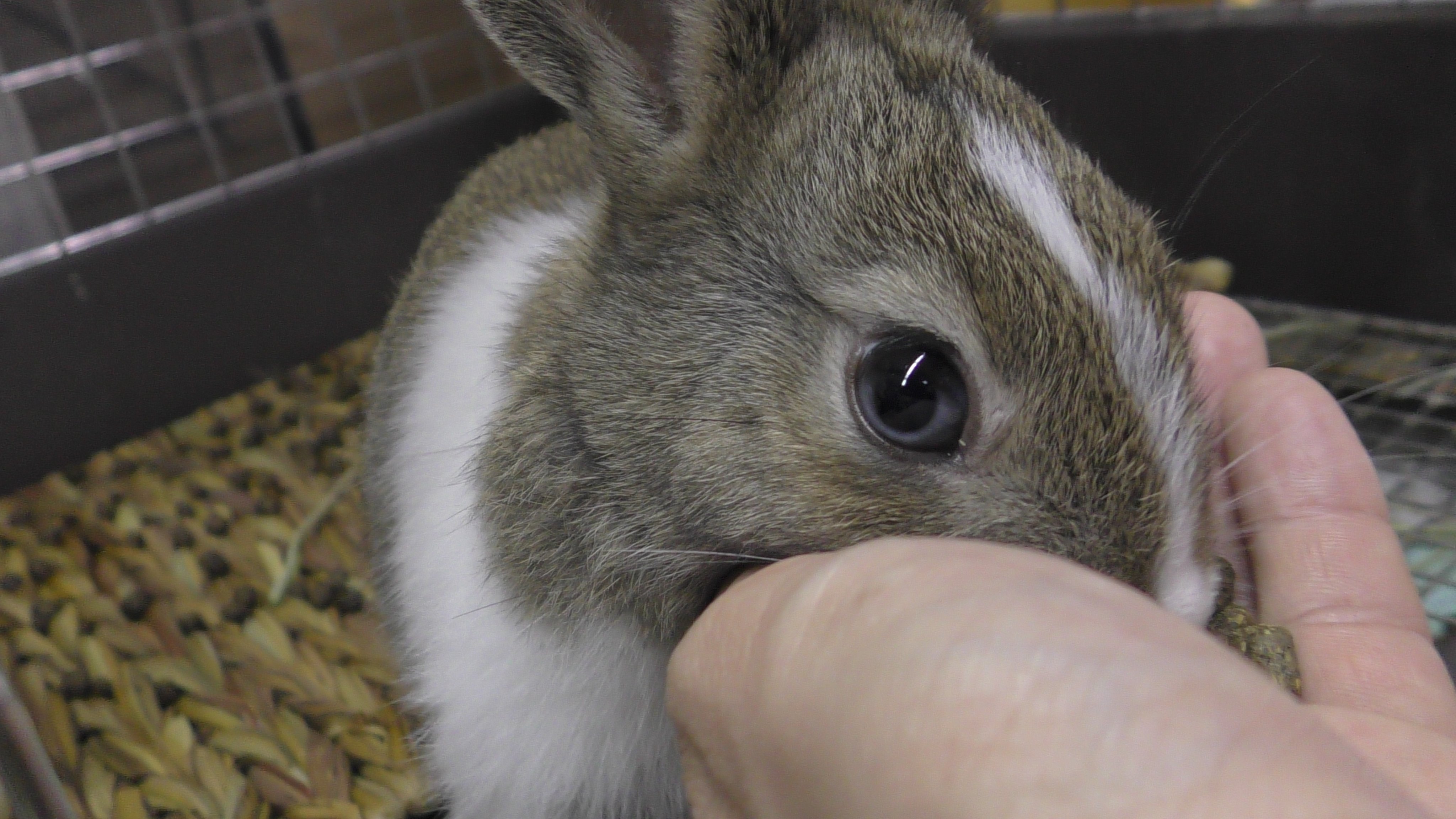 ぼるてっくす Pa Twitter 飼い始めて１週間 瞳の色が２色ある事に気づいた 小動物 うさぎ ダイクロイックアイ 虹彩異色症 T Co Stfortmjzb Twitter