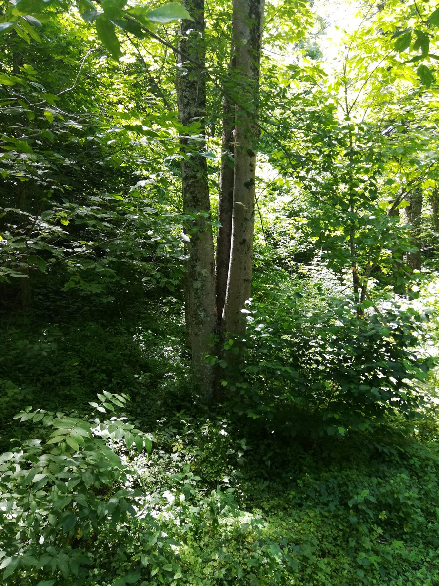 Much like this tree with three different trunks all pointed towards towards heaven, so is Diety of God (Father, Son, and Holy Spirit) all working together to accomplish God the Father's will!