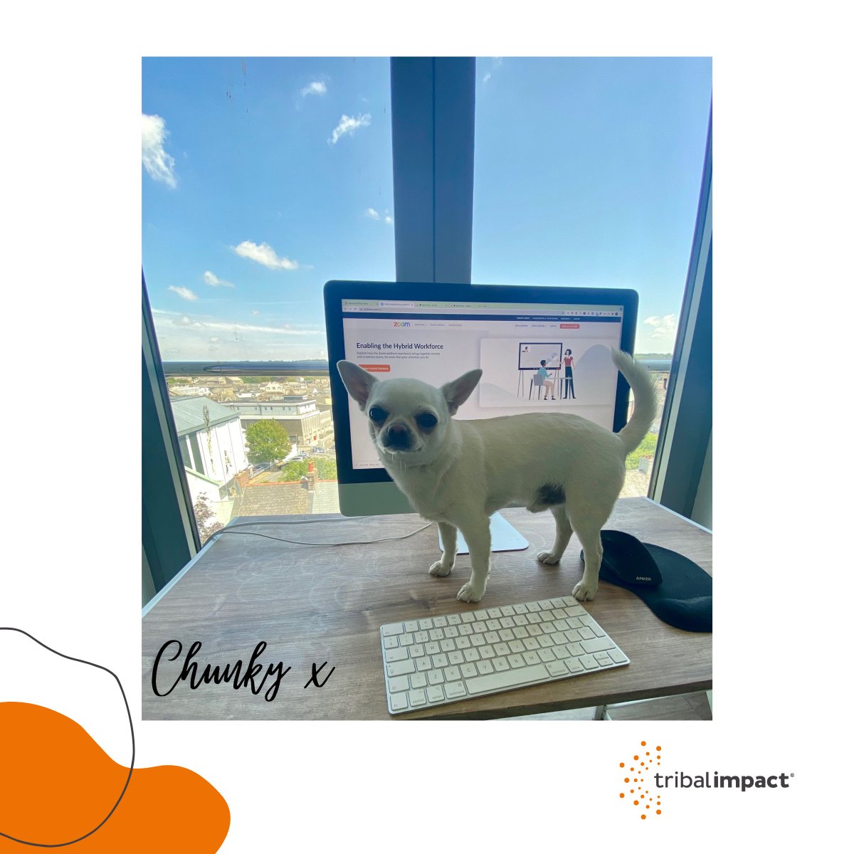 #TakeYourDogtoWorkDay - Check out <a href="/tribalimpact/">Tribal Impact</a> gorgeous furry companions helping with working from home. 🐶 <a href="/lyndagrenyer/">LynG</a> <a href="/nessajbaker/">Vanessa Baker</a> <a href="/Liz8eth_Reed/">Lizbeth Reed</a>
