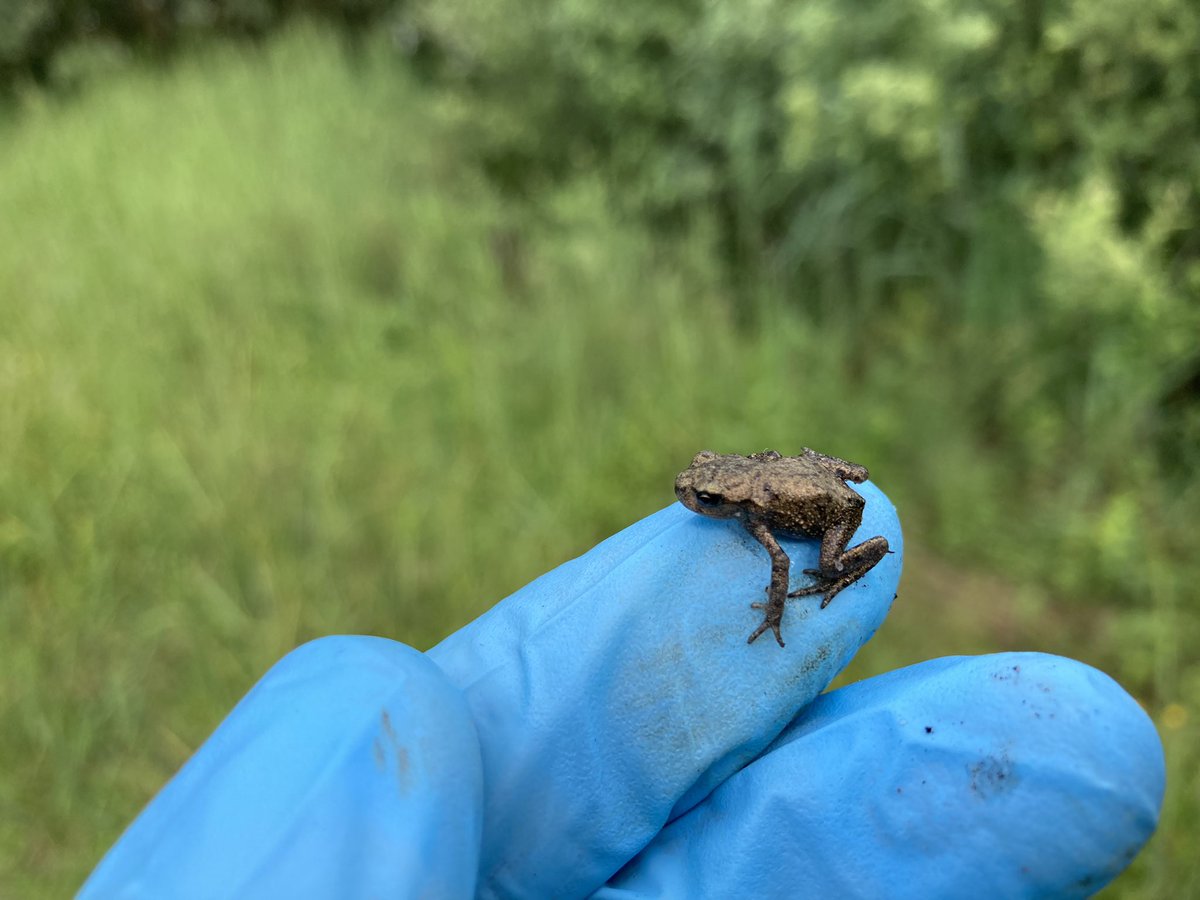 stevoallain's tweet photo. The toadlets are growing quickly, I swear they were half this size not so long ago! Have you seen any emerging froglets or toadlets this year? #Herpetology #Amphibians #Toads #Zoology #Conservation https://t.co/hOd3X3Tu82