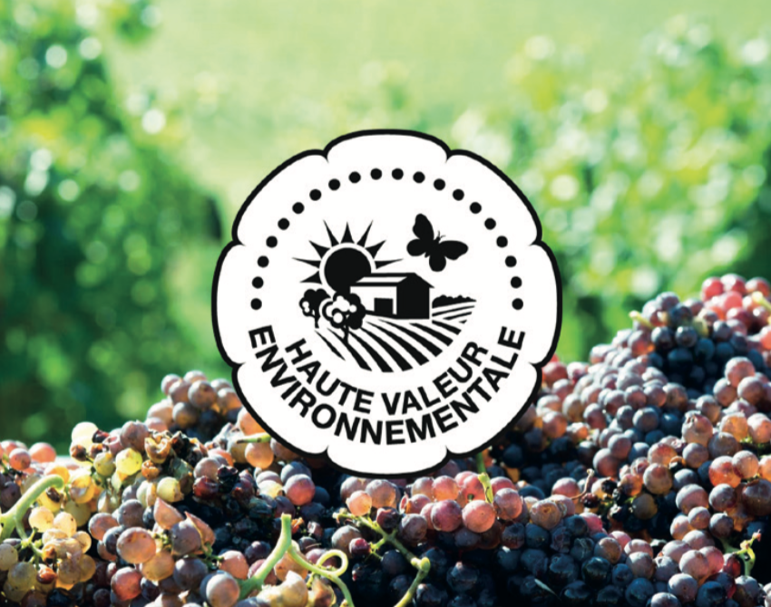 Agromousquetair's tweet image. Depuis avril 2021, Hauller est reconnu « structure collective » pour la certification #HVE avec un groupe de 77 #exploitations #viticoles et 42 apporteurs individuels. 
Pour la récolte 2021, 412 hectares sur 430 seront en HVE, #bio ou en conversion !