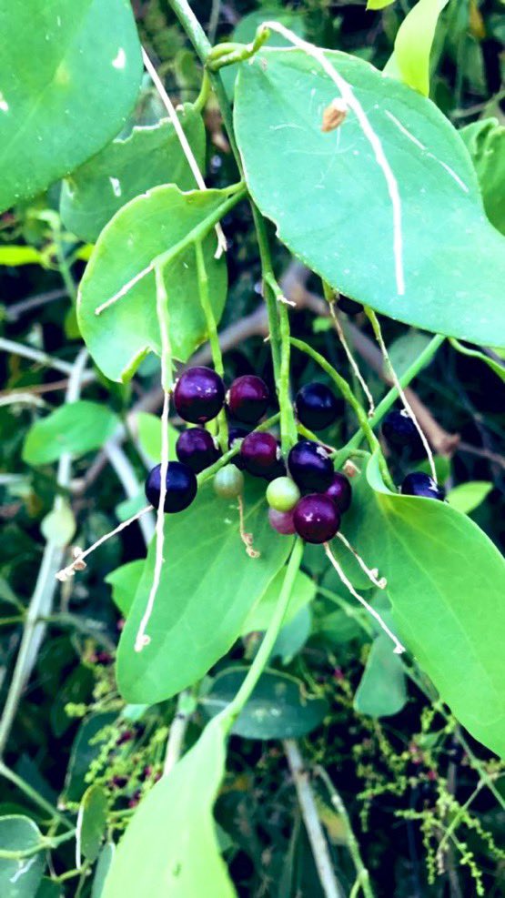 سعيد السهيمي tweet media