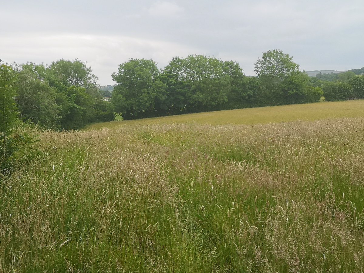 dolcoed's tweet photo. @dolcoed #naturists 
LAST MINUTE Cancellation, in static caravan. 28 June-2 July £250, Small, rural &amp; tranquil naturist Caravan &amp; campsite, friendly, clean &amp; modern, all facilities open. 
Call 01559 395820 to Book @britnaturism @HEnaturist @Pines_Naturist @natcorn @UKNaturism https://t.co/WRPyheigpg