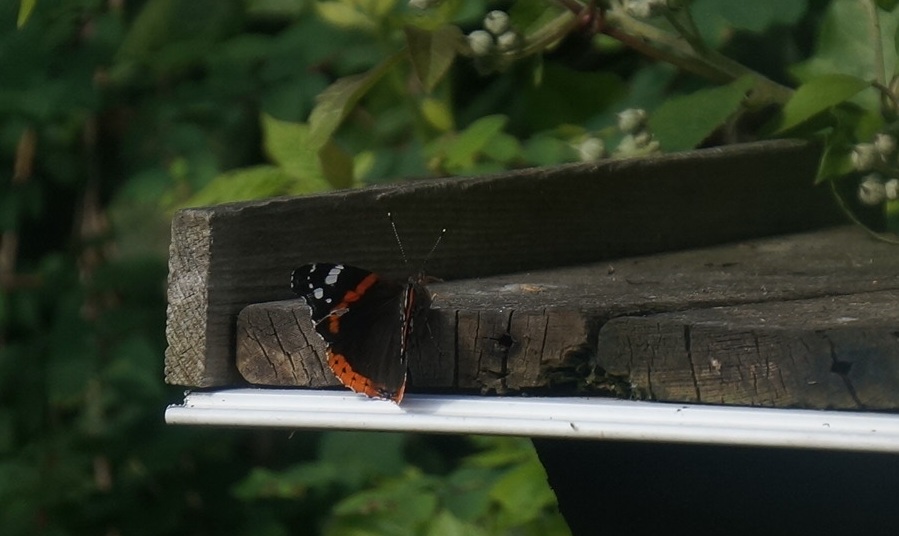 RT @carolineamurra1: @BC_Norfolk only large ones here @ present. Peacock too fast to catch https://t.co/PqmHOC7E5j