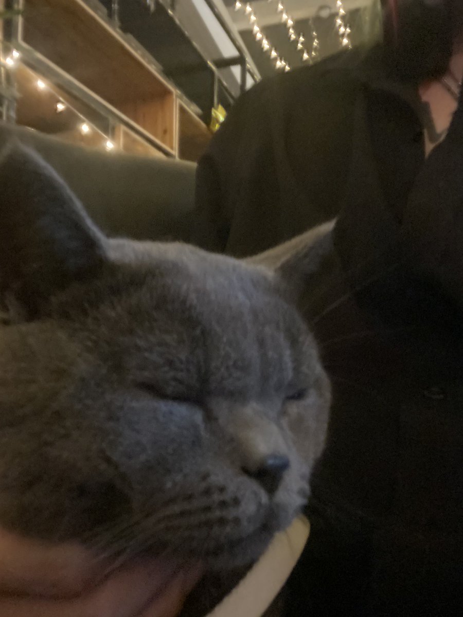 blackallz3's tweet photo. 小猫咪真的非常可爱 https://t.co/wDfrQgK7pZ