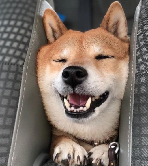 Fnnプライムオンライン Pa Twitter 今 車のシートの間にギュウギュウに挟まっている柴犬の写真が かわいすぎる と話題になっている 7歳のメスの 豆柴 フク ちゃんがいるのは 飼い主さんの車の中 運転席と助手席の間から顔を出して ドライブ を楽しんで