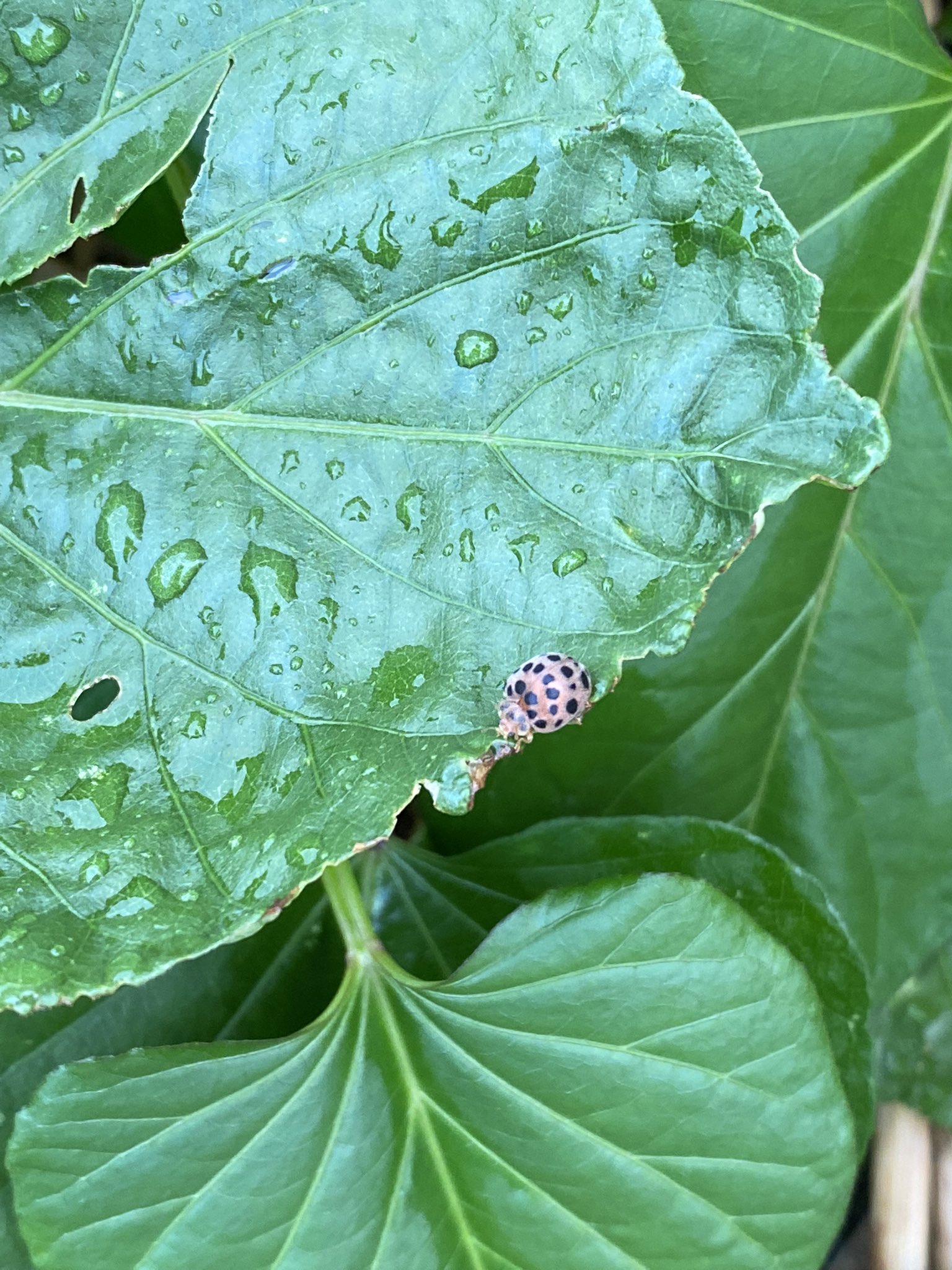 ゆみ サツマイモの葉っぱにいたこの子 害虫ですか 良い子ですか 教えてください 家庭菜園 害虫 サツマイモ 虫 てんとう虫 T Co 3edocxdfop Twitter
