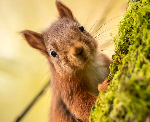 redsquirrelsw's tweet photo. A conservation project aiming to reintroduce #redsquirrels in #CarnfunnockCountyPark in #CountyAntrim is showing real success. *************
#rewild #redsrule #redsquirrelsrule #redsquirrelsouthwest #britishredsquirrel #redsquirrel
https://t.co/nOie0Ttlgy https://t.co/D3JJErUkn1