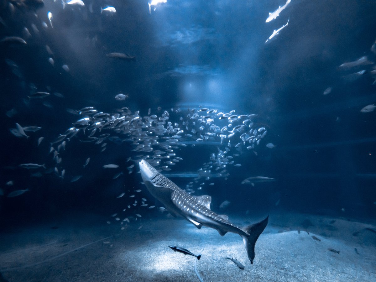 印刷 瀬戸内海 サメ 目撃 9108 瀬戸内海 サメ 目撃 印刷 瀬戸内海 サメ 目撃 9108 瀬戸内海 サメ 目撃