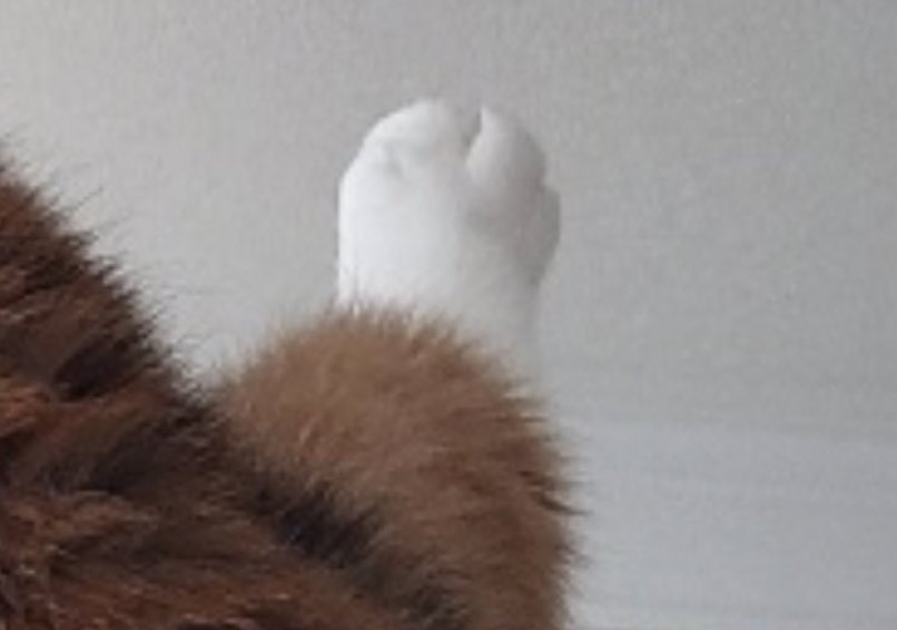 walnut_is_a_cat's tweet image. ?? 🍗 ?