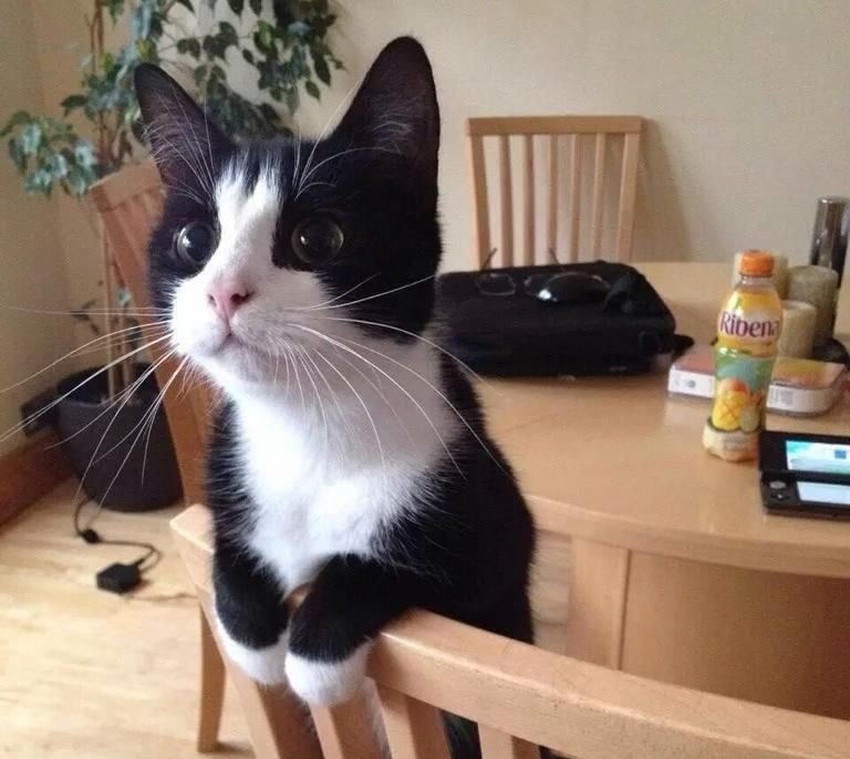 Cat Woman 🇬🇧 🇺🇦 tweet media