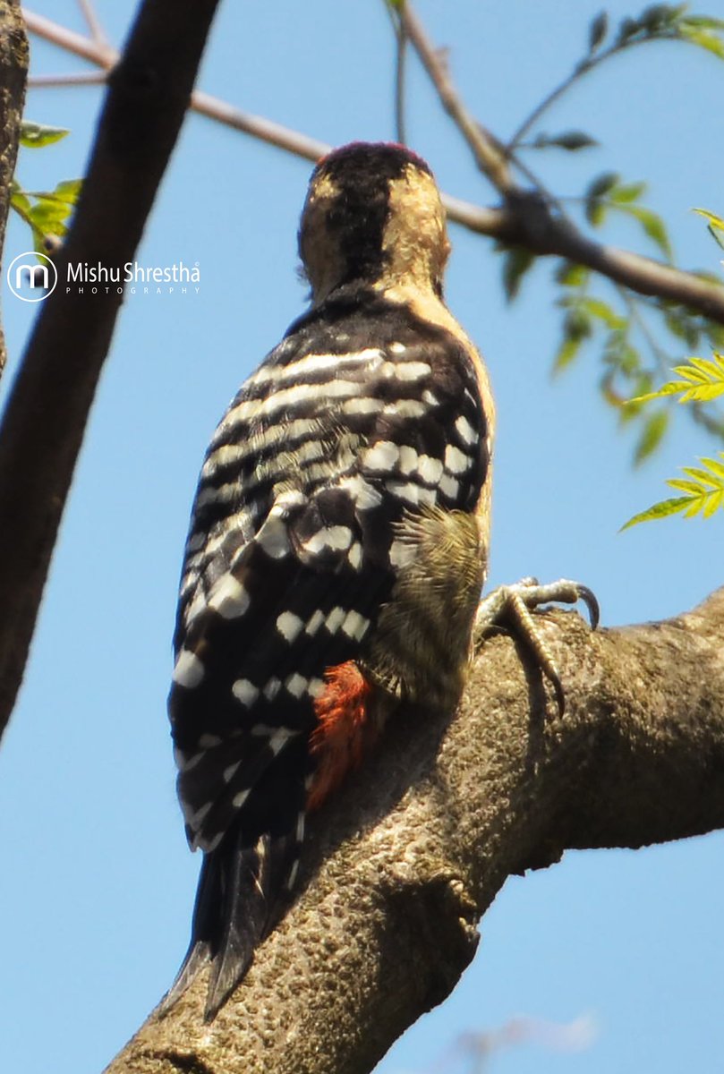I am back in town and how do you like my hair? Able to capture this beautiful Fulvous-Breasted Woodpecker. Stay Safe Everyone & have a wonderful day. #nikond700 #beautiful #fulvousbreastedwoodpecker #amazingnature #birdphotography #backyard #StayHomeStaySafe #lockdown #nepal