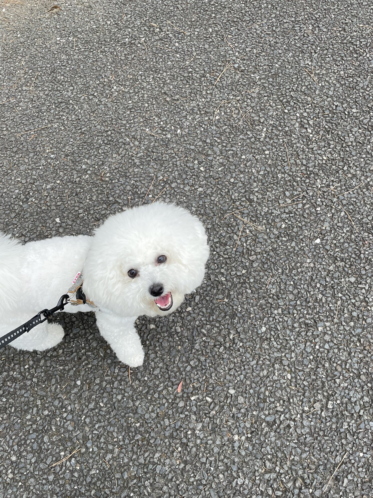 さえりぐ ほぼワンオペで深夜まで見ていると 犬はどうしても後回しになって 合間時間を全て捧げても寂しそうな 顔になる ので 今日は両親に子を預けて 数時間 犬とだけ過ごした 散歩中 何回も何回もこっち見上げてた かわいすぎて泣けた T
