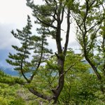 ツイートに含まれる画像