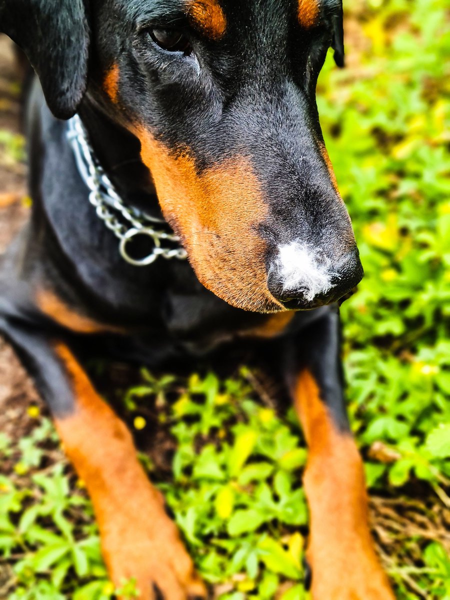 Ghis & Inko🖤🐾🌈 tweet media