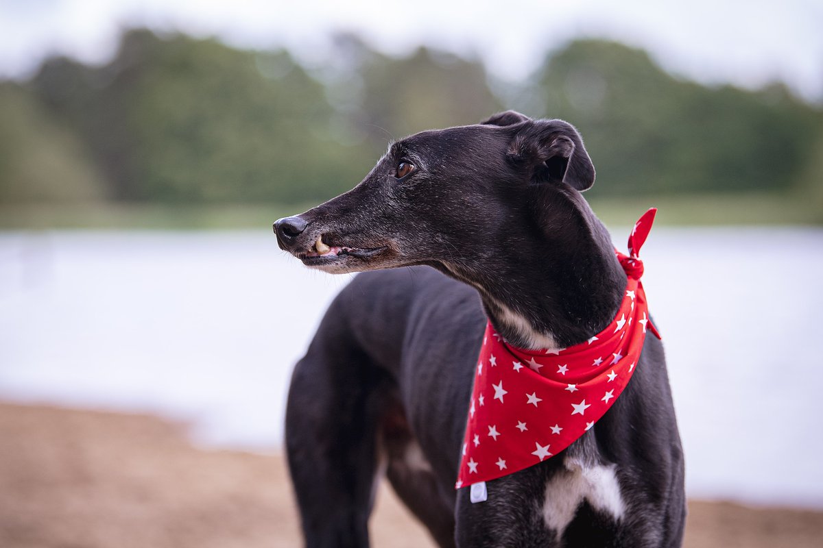 Happy Friday!! 

Every furry friend has their own distinguishing features. We can't help but be smitten by our pets little quirks, with Aston it's his snaggle tooth which he always proudly shows off in all his photoshoots! 😍

What's your hounds distinguishing feature?