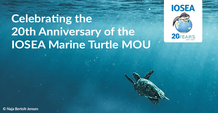 BonnConvention's tweet image. 20 years of sea turtle 🐢conservation in the Indian Ocean and South-East Asia region celebrated in 20 countries! #cms_iosea

👉🏻cms.int/en/news/20-yea…