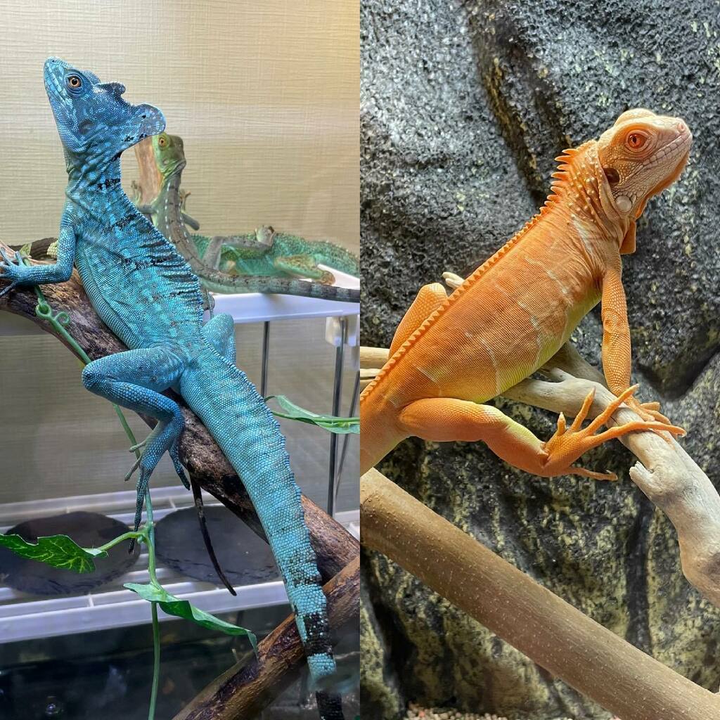 Reptism 青 と赤 インドシナウォータードラゴン グリーンバジリスク 爬虫類 Reptiles Reptile 爬虫類好きの人と繋がりたい グリーンイグアナ アルビノイグアナ 爬虫類 Reptiles Reptile 爬虫類好きの人と繋がりたい イグアナのいる暮らし