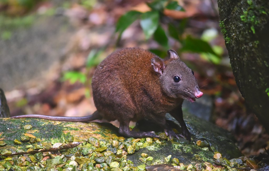 'Marsupials-you've-probably-never-heard-of'!!!

The musky rat-kangaroo is the smallest macropod (kangaroos, wallabies etc.) &, as the name suggests, has a distinctive musky odour...

They also have an opposable 5th digit!

Pic: Dean Jewell (flickr.com/photos/1341188…)