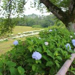 ツイートに含まれる画像