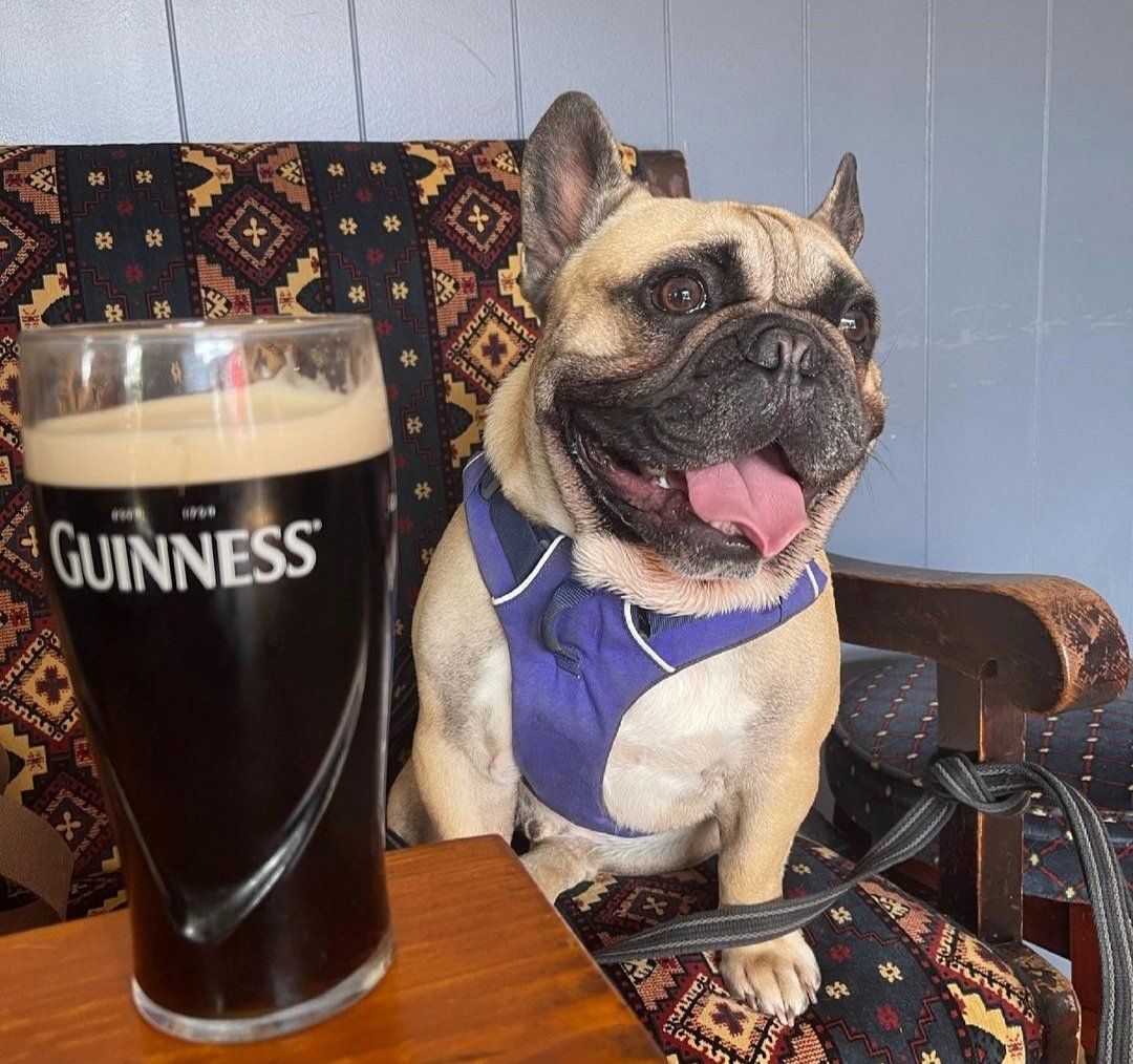 Our "Dog of the Week' and #guiness mascot, Bosco 🐾🐾🐾 <a href="/Dogfriendlybse/">DogFriendlyBSE</a> <a href="/guiness/">guiness</a> #dogfriendly #dogfriendlypub #dogslife