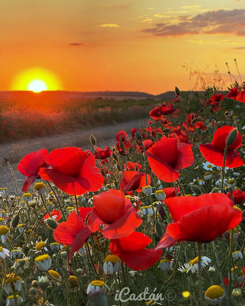 Nachocastan's tweet photo. ¡Buenos días!
¡Friday Mood, feliz fin de semana!
#iCastan #Nccfoto #Mobilephotographer
#fotografíamóvil #flores #atardecer #viernes #rojo #BuenosDias #FelizViernes https://t.co/I4qQwAdkzM