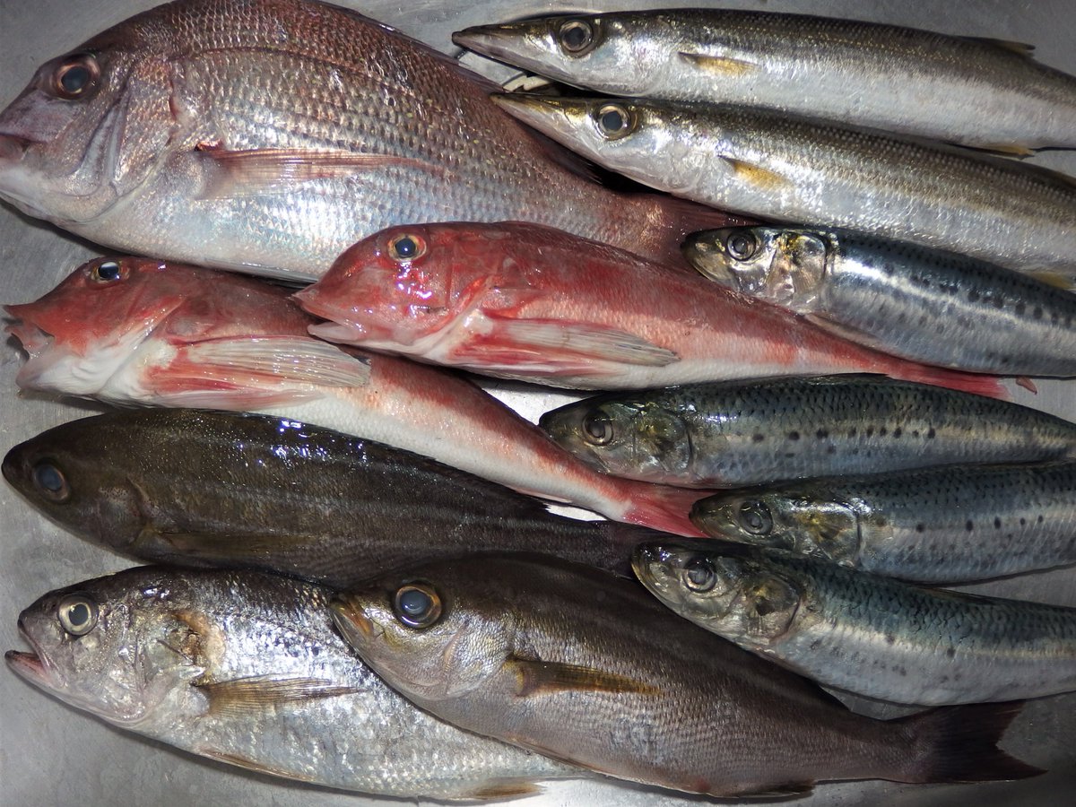 旬魚島酒まぁやぁ アニメ スーパーカブ 今夜最終回 小熊さん礼子さん 必ずや再見 本日の地魚仕入れ 目玉は カナガシラ レアキャラ 刺身 マース煮で マダイ 久々 刺身で カマス 良型 刺身 塩焼きで 大船 居酒屋 旬魚島酒