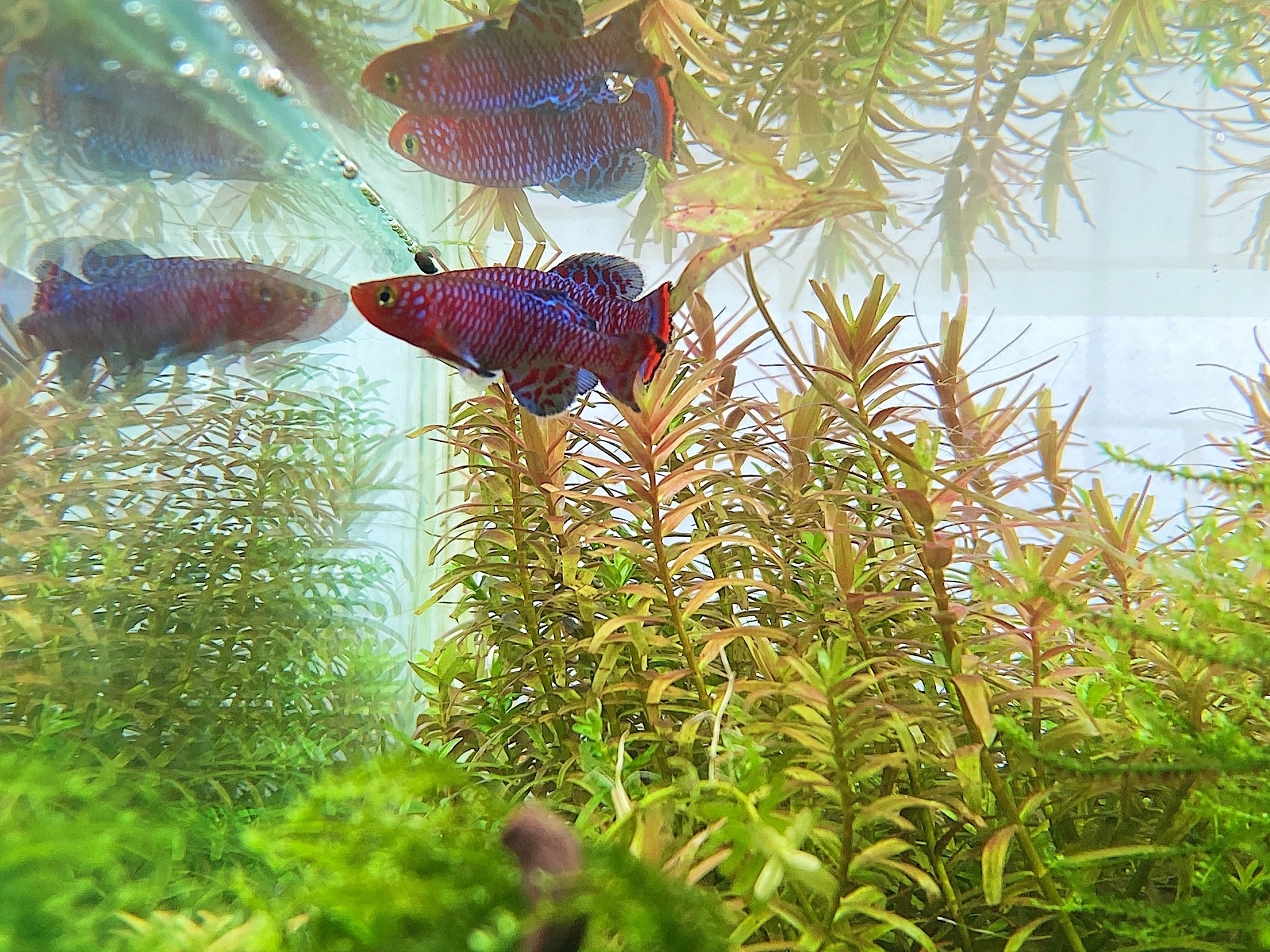 Aqua Revelation J B ノソブランキウス ラゴビー 店内の水草水槽にアダルトを泳がせています 年魚なので 販売個体は3ヶ月未満の子を出します 埼玉 川越 Jb T Co Akiz66mv36 Twitter