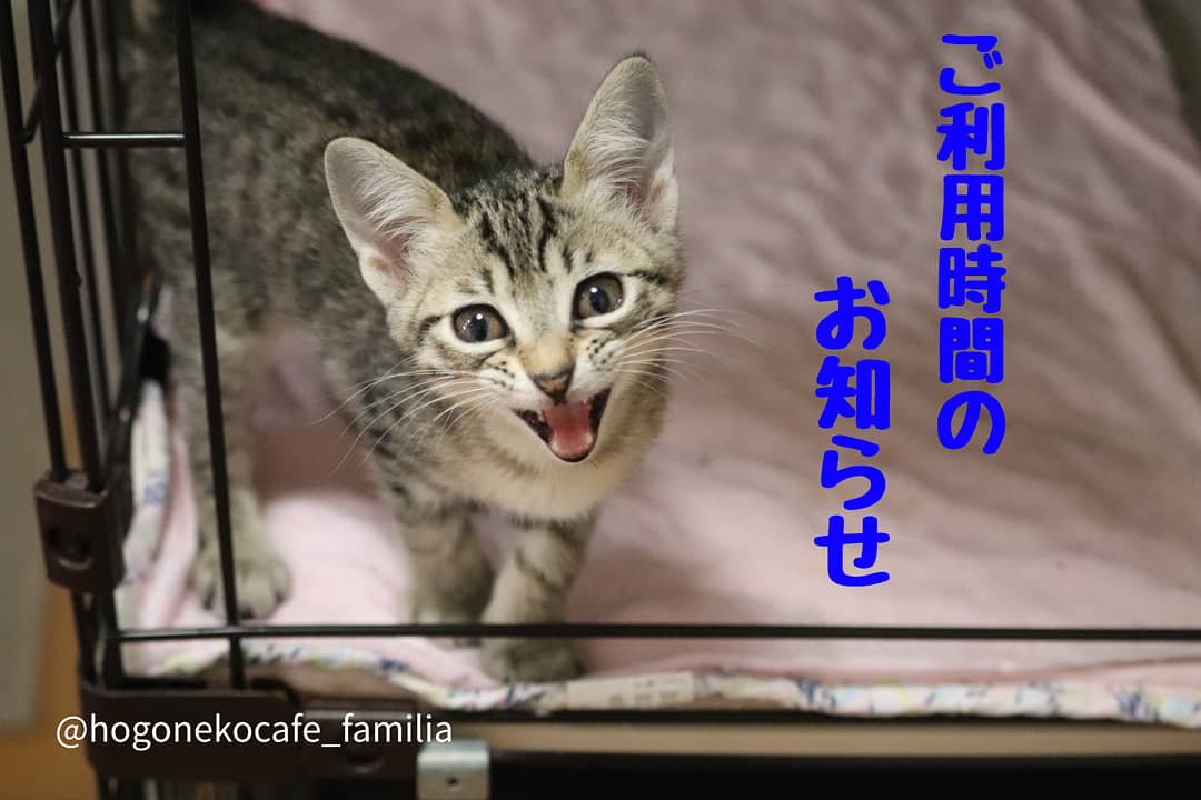 保護ねこcafefamilia Catcafefamilia Twitter