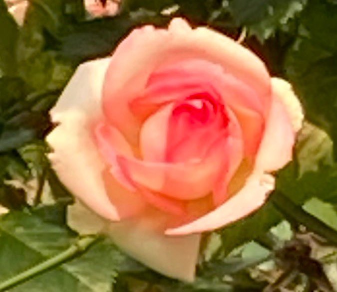 美女と野獣のtwitterイラスト検索結果