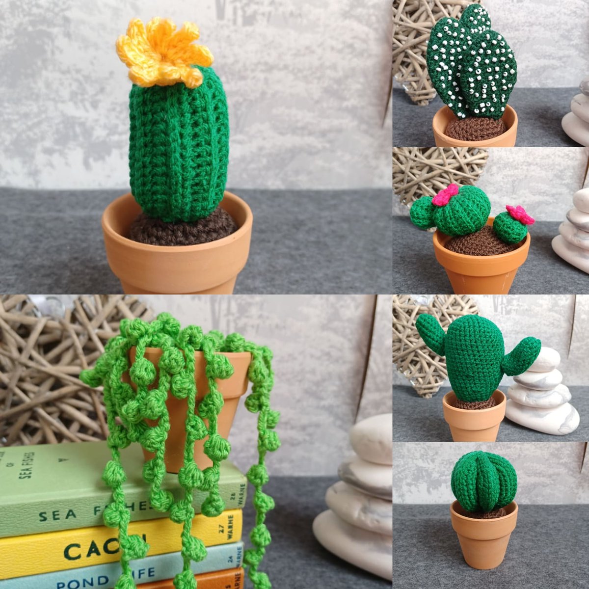 Katie0804Harry's tweet photo. These are now available on my etsy, with more on the way #cactus #crochetcactus #crochet #floweringcactus #cacti #cactuslover #etsyseller #etsyuk #etsy #etsyshop #handmadegifts #handmadeindorset #supportsmallbusiness https://t.co/xowPgfKzwB