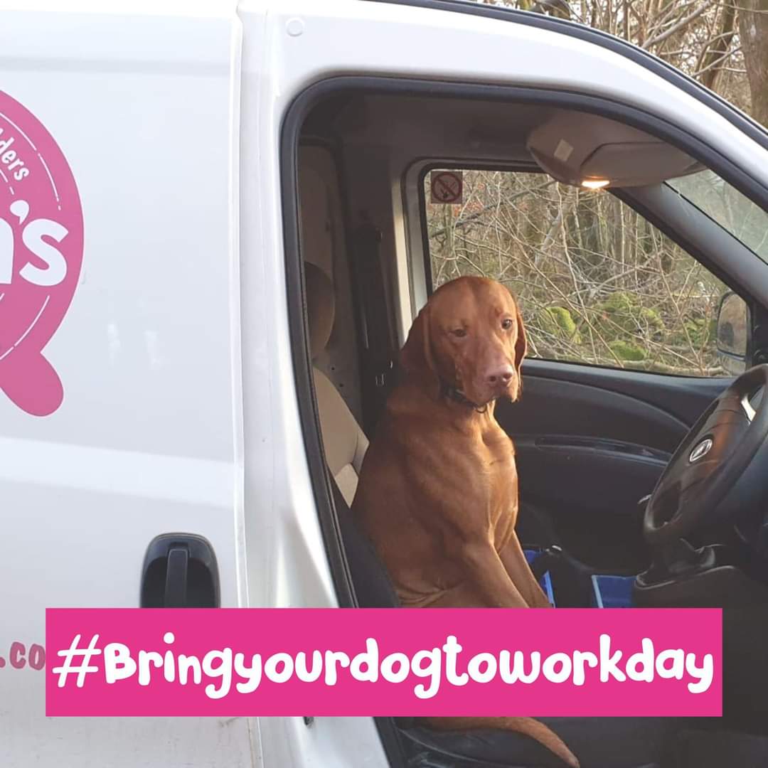 Every day is #BringYourDogToWorkDay when you live on the farm!

🐶 This is Bandit who just loves a run in the milk van

#takeyourdogtoworkday