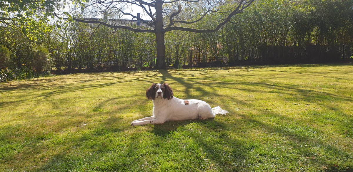 🐶🐶🐶🐶🐶

#welshguards #TakeYourDogToWorkDay