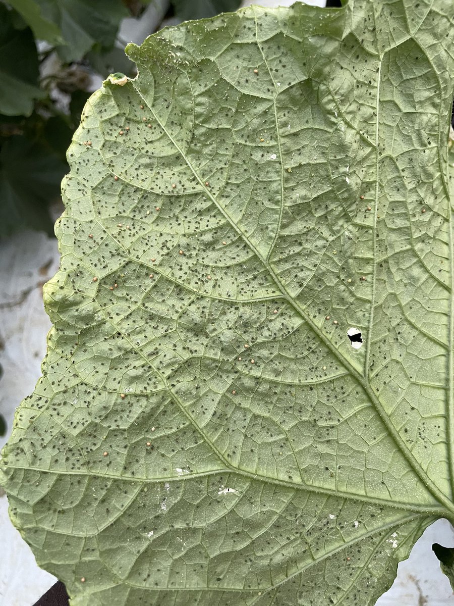 Lutte biologique (PBI) sur pucerons. Larve rouge = Aphidoletes et pucerons parasités ( couleur marron et gonflé) par aphidus. L'installation est bonne, lutte chimique évité 💪🏼 #ceuxquifontleslegumes #demainlaterre <a href="/Fragritwittos/">FranceAgritwittos♥️</a> #FrAgTw  🥒🥒🇫🇷