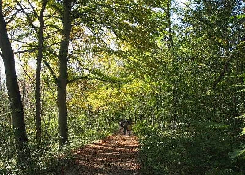 Actu_Transilien's tweet photo. #CPasLoinEnTrain | Quittez le tumulte de la capitale et profitez des charmes du massif de Montmorency 🌳2000ha de forêt, perchés sur une butte et parsemés de petits chemins propices à la balade et à la rêverie. - @EYParis 

Infos 👉https://t.co/LNzLmiAnhJ https://t.co/5hooHybBxs