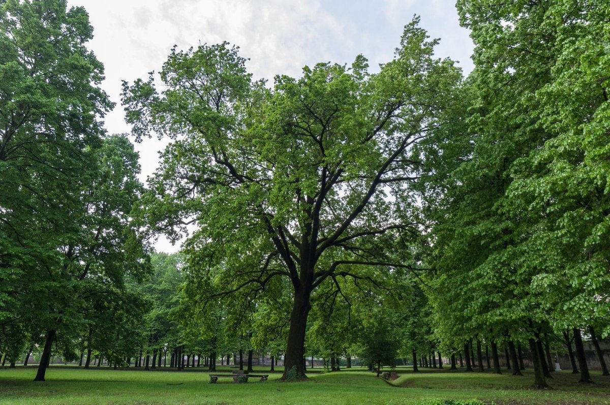Venerdì 25 giugno 2021, ore 20.30
LE MERAVIGLIE DEL PARCO ALBERONIANO
Visita guidata speciale - Ingresso €. 4,00 - Prenotazione obbligatoria (tel 3349790207). Ultimi posti disponibili! 
Programma completo dell'estate alberoniana collegioalberoni.it/pdf/summertime…
Vi aspettiamo!