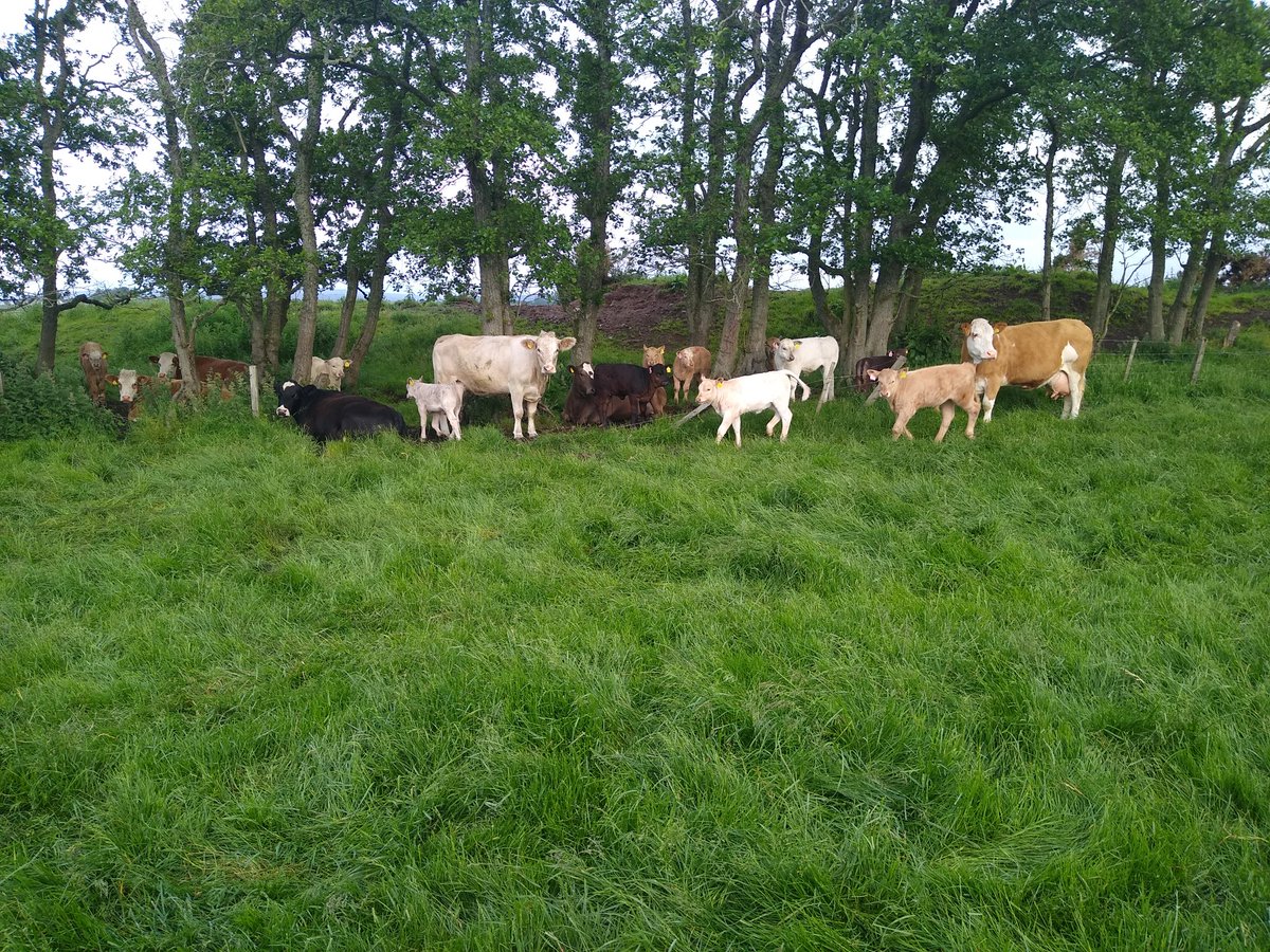 DONALD ROSS tweet media