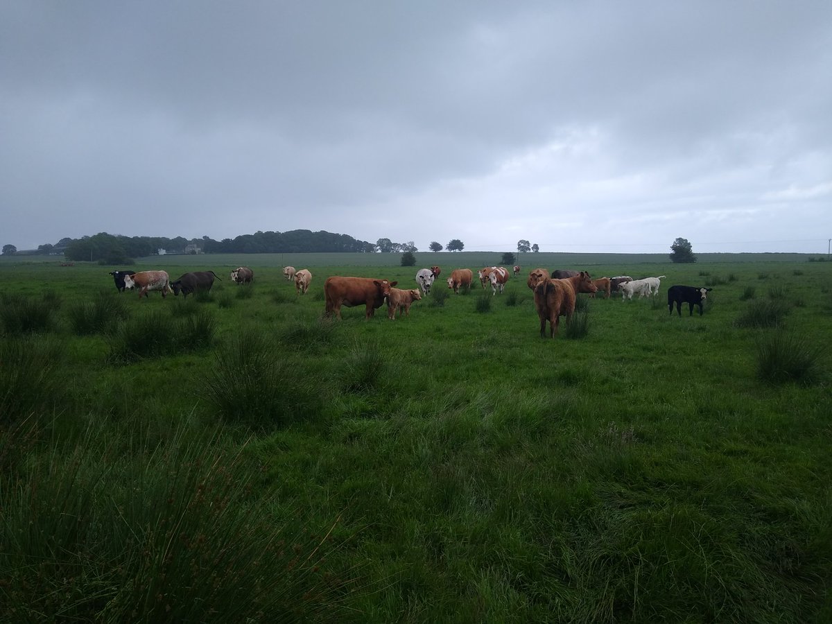 DONALD ROSS tweet media