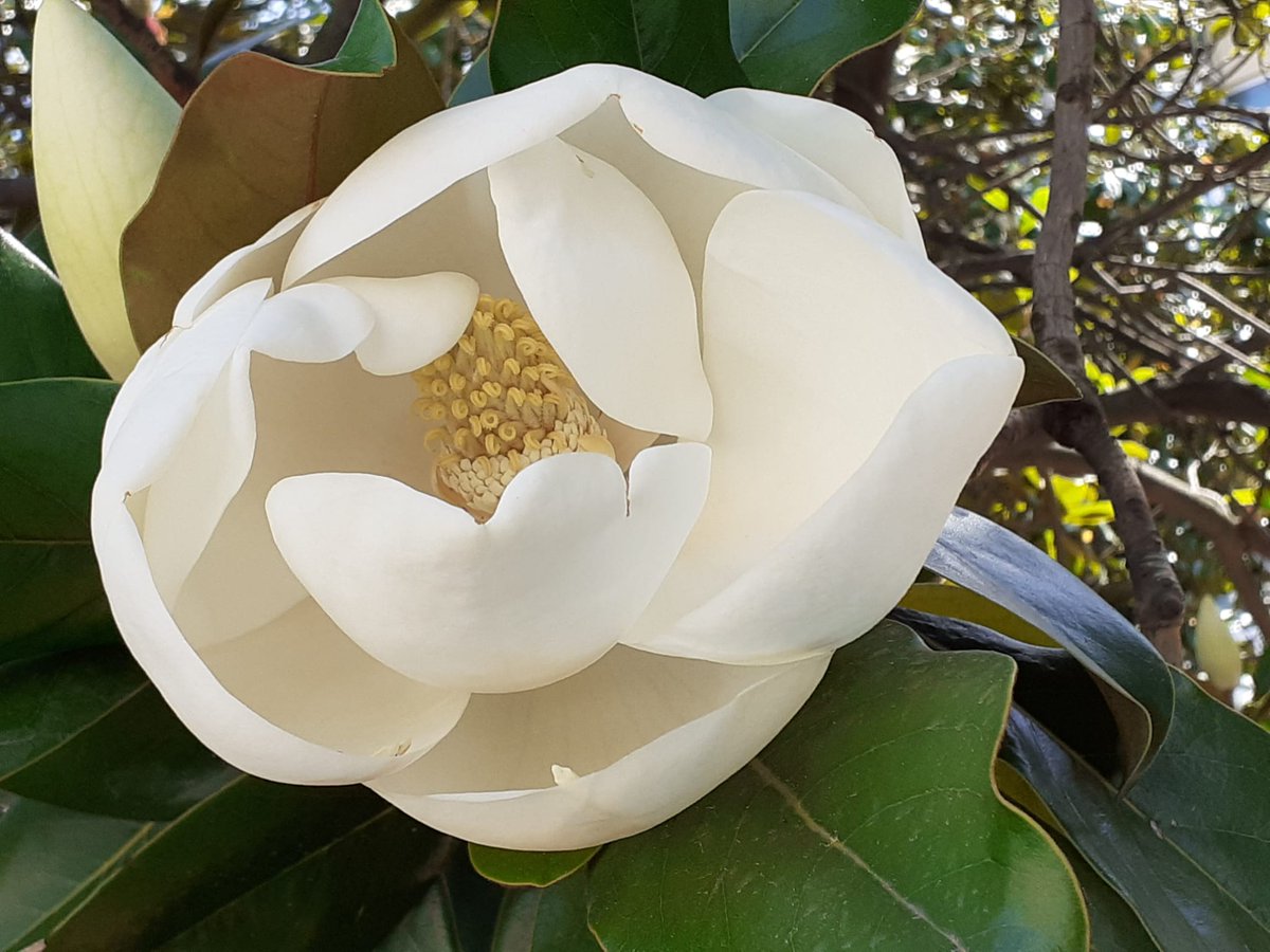 gardendesign_it's tweet photo. Magnolia grandiflora, so perfect... and the #scent is incredibile! #magnolia #flowers #garden #gardening #flowersonfriday #flower #GardeningTwitter #gardenlife https://t.co/seq9Fv9Mrv