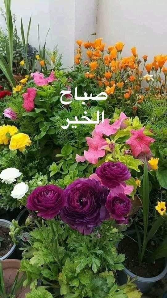 يسعد صباحكم 
جمعه مباركة للجميع