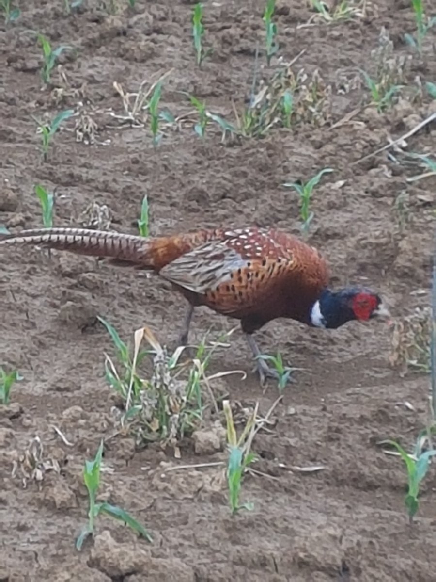 RhizoTraits_Bonares (@rhizotraits) on Twitter photo Major #fieldwork <a href="/rhizotraits/">RhizoTraits_Bonares</a> - installing sensors for #soil moisture and water potential measurements - transplanting and re-sowing #maize - catching a hungry pheasant in the act of stealing, regardless of our "threatening dragons" 😅... Major #fieldwork <a href="/rhizotraits/">RhizoTraits_Bonares</a> - installing sensors for #soil moisture and water potential measurements - transplanting and re-sowing #maize - catching a hungry pheasant in the act of stealing, regardless of our "threatening dragons" 😅...